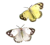 butterflying2.gif (20498 bytes)